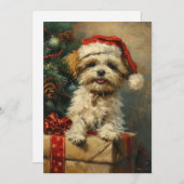 Cartes Pour Fêtes Annuelles Shih Tzu Noël (Devant / Derrière)