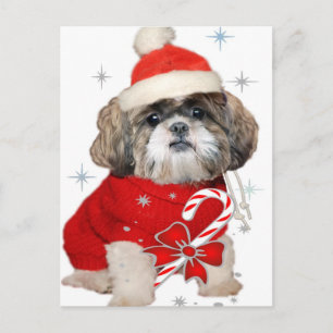 Cartes Pour Fêtes Annuelles Shih Tzu Père Noël Paws cadeaux