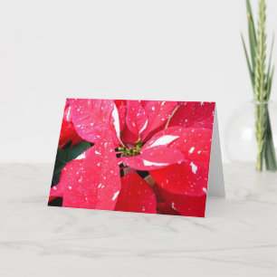 Cartes Pour Fêtes Annuelles Shimmer Star Surprise Poinsettia vacances Florale
