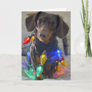 Cartes Pour Fêtes Annuelles Silly Dachshund enchevêtré dans les lumières de No