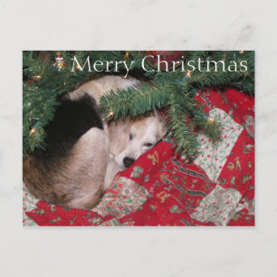 Cartes Pour Fêtes Annuelles Sleepy Christmas Beagle