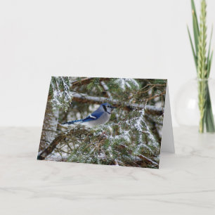 Cartes Pour Fêtes Annuelles Souhaits de geai bleu