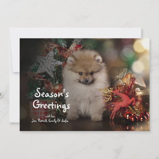 Cartes Pour Fêtes Annuelles Spitz de Pomeranian, chiot de Noël (Devant)