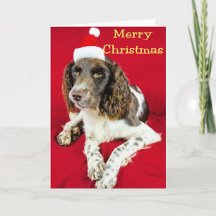 Cartes Pour Fêtes Annuelles Springer