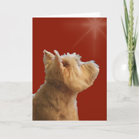 CARTES POUR FÊTES ANNUELLES STARSTRUCK WESTIE (Devant)