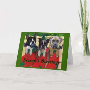 Cartes Pour Fêtes Annuelles Stocker Les Pups