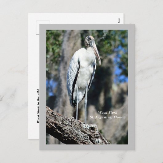 Cartes Pour Fêtes Annuelles Stork de bois dans la nature (Devant / Derrière)