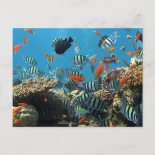 Cartes Pour Fêtes Annuelles Stripey Poisson Tropical Coral Chaos