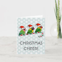 Sucre de canne Lovebird