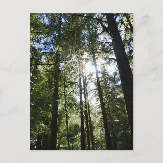 Cartes Pour Fêtes Annuelles Sunlight Through Pine Trees (Devant)