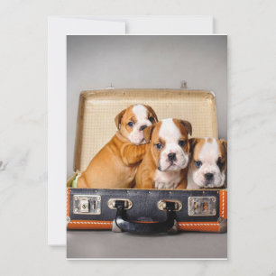 Cartes Pour Fêtes Annuelles Superbes chiots Bulldog   AMOUREUX DES CHIENS