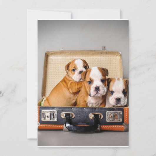 Cartes Pour Fêtes Annuelles Superbes chiots Bulldog | AMOUREUX DES CHIENS (Devant)