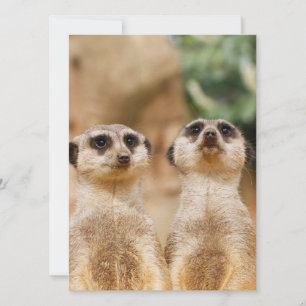 Cartes Pour Fêtes Annuelles Suricate 017