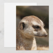 Cartes Pour Fêtes Annuelles Suricate 048 (Devant / Derrière)