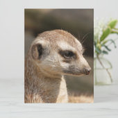 Cartes Pour Fêtes Annuelles Suricate 048 (Debout devant)