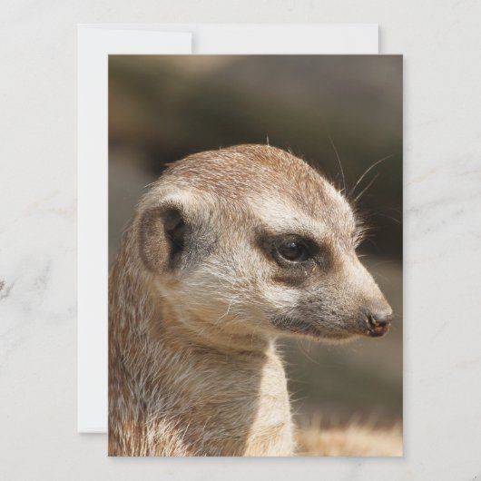 Cartes Pour Fêtes Annuelles Suricate 048 (Devant)
