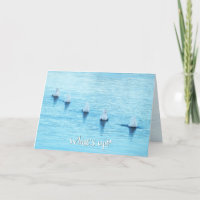 Swans amusants Quoi de neuf Toute occasion vide