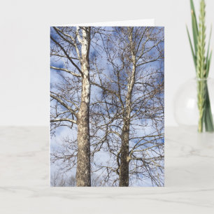 Cartes Pour Fêtes Annuelles Sycamore Trees dans un ciel d'hiver —