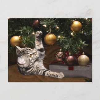 Cartes Pour Fêtes Annuelles Tabby et sapin de Noël