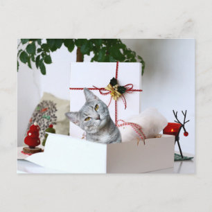 Cartes Pour Fêtes Annuelles Tabby gris Noël