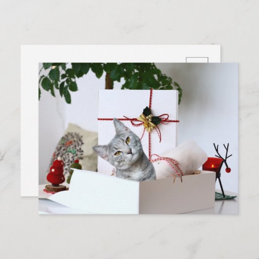 Cartes Pour Fêtes Annuelles Tabby gris Noël (Devant / Derrière)