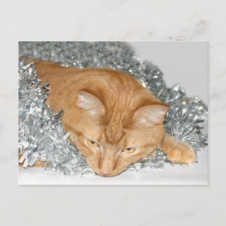 Cartes Pour Fêtes Annuelles Tabby orange Noël
