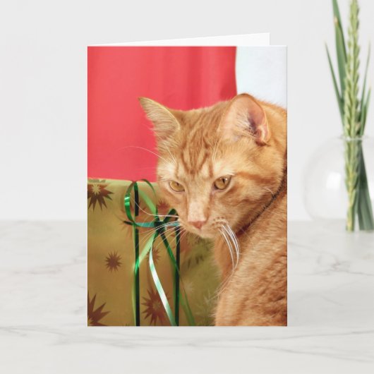 Cartes Pour Fêtes Annuelles Tabby orange Noël (Devant)