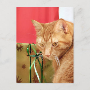 Cartes Pour Fêtes Annuelles Tabby orange Noël