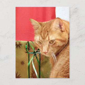 Cartes Pour Fêtes Annuelles Tabby orange Noël