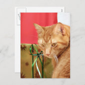 Cartes Pour Fêtes Annuelles Tabby orange Noël (Devant / Derrière)