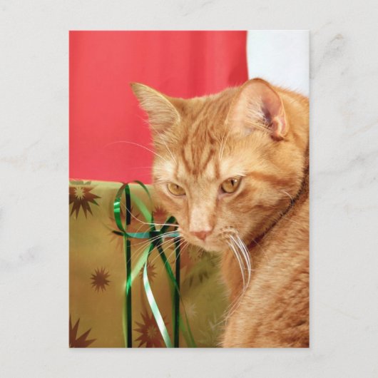 Cartes Pour Fêtes Annuelles Tabby orange Noël (Devant)