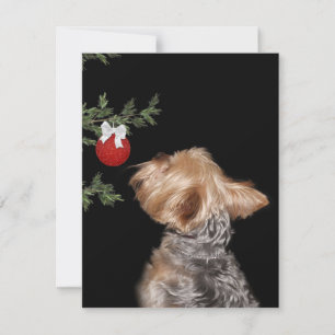 Cartes Pour Fêtes Annuelles Tentation de Noël Yorkie