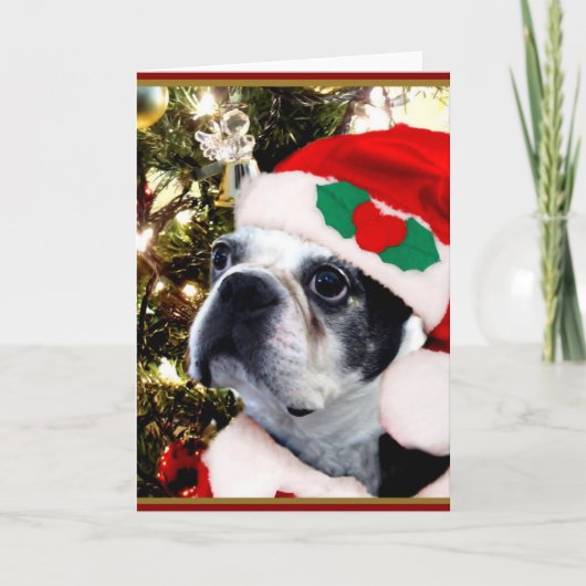 Cartes Pour Fêtes Annuelles Terrier de Boston de Noël (Devant)
