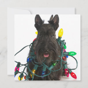 Cartes Pour Fêtes Annuelles Terrier écossais Tangé Dans Les Lumières De Noël