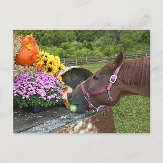 Cartes Pour Fêtes Annuelles Thanksgiving de cheval (Devant)