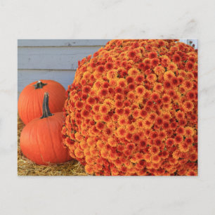 Cartes Pour Fêtes Annuelles Thanksgiving Post Card (no text)