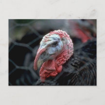 Thanksgiving Turquie