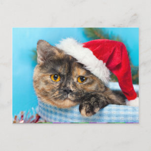 Cartes Pour Fêtes Annuelles Tortoiseshell Chat Purr-fect Saison de vacances