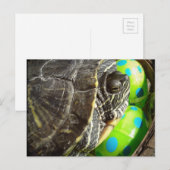 Cartes Pour Fêtes Annuelles Tortue de Pâques (Devant / Derrière)
