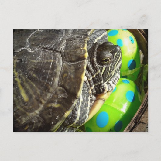 Cartes Pour Fêtes Annuelles Tortue de Pâques (Devant)
