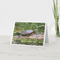 Tortue peinte orientale
