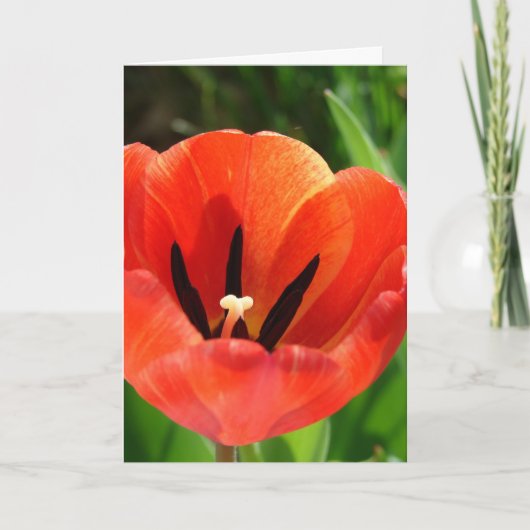 Cartes Pour Fêtes Annuelles Tulip Pâques (Devant)