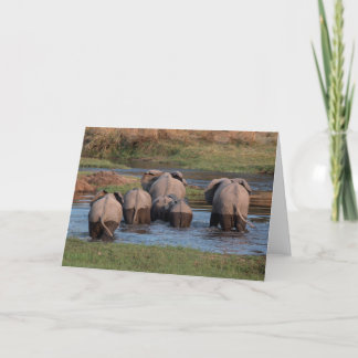 Cartes Pour Fêtes Annuelles Tushies d'éléphant, Tanzanie