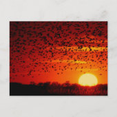 Cartes Pour Fêtes Annuelles Twilight Soar of Blackbirds at Quivira Postcard (Devant)