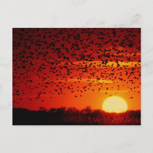 Cartes Pour Fêtes Annuelles Twilight Soar of Blackbirds at Quivira Postcard (Devant)