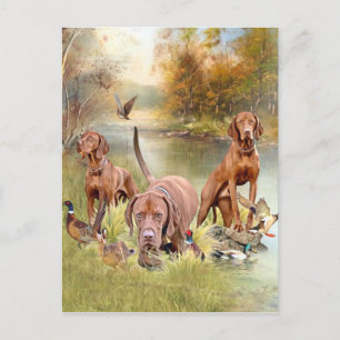 Cartes Pour Fêtes Annuelles Un aristocrate polyvalent dans la Vizsla hongroise