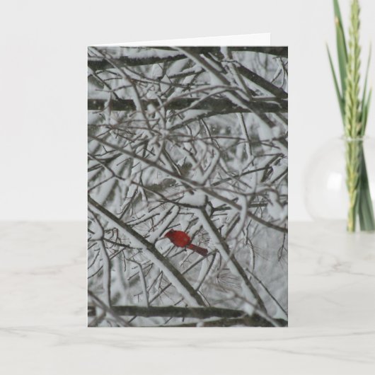 Cartes Pour Fêtes Annuelles Un cardinal dans les arbres enneigés (Devant)