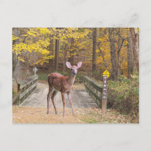 Cartes Pour Fêtes Annuelles Un cerf dans le parc