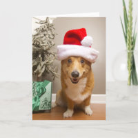 Un chien rouge et blanc heureux de corgi de