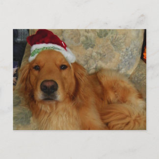 Cartes Pour Fêtes Annuelles Un golden retriever à Noël avec le casquette de